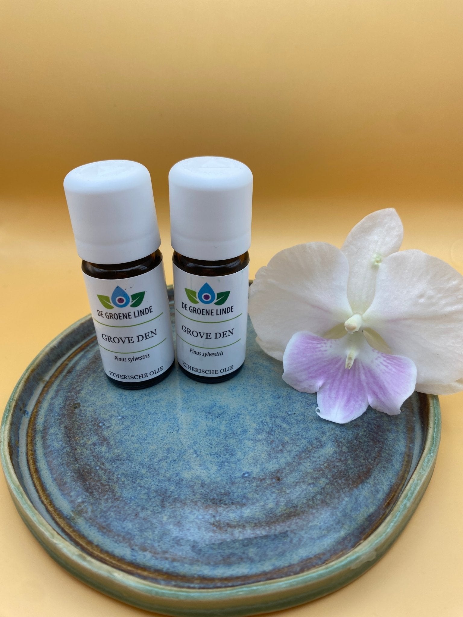 Etherische Olie Grove Den – Zuivere luchtwegen, aarding en boskracht - Energise Academy