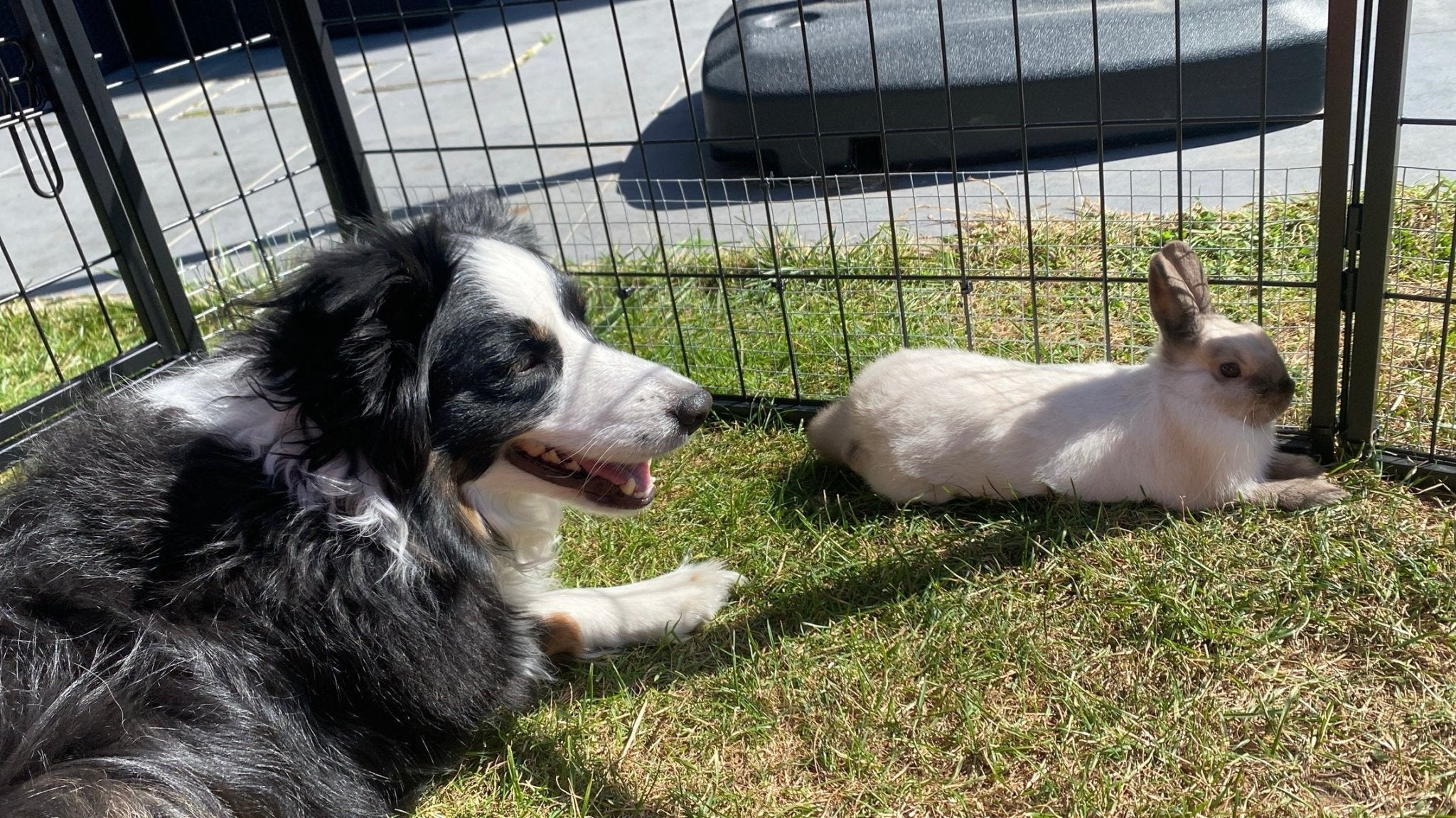 Zielsreading met een (overleden) huisdier - Energise Academy